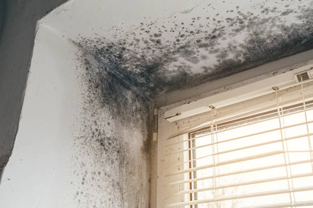 Affordable Black Mold Remediation solutions in Laurel, VA
