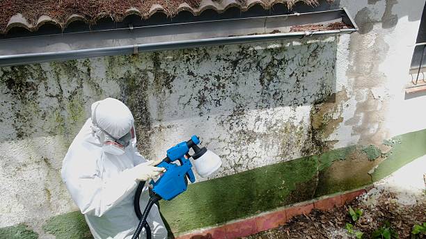 Top rated local Black Mold Remediation specialists in Laurel, VA